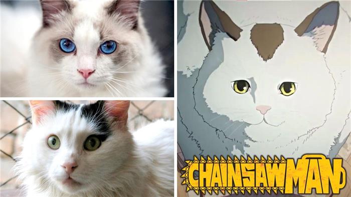 Wer ist meowy in Chainsaw Man & welche Rasse ist sie??